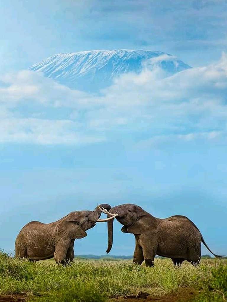 Amboseli National Park Tour