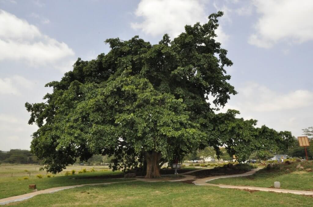 Uhuru Gardens- Mugumo tree