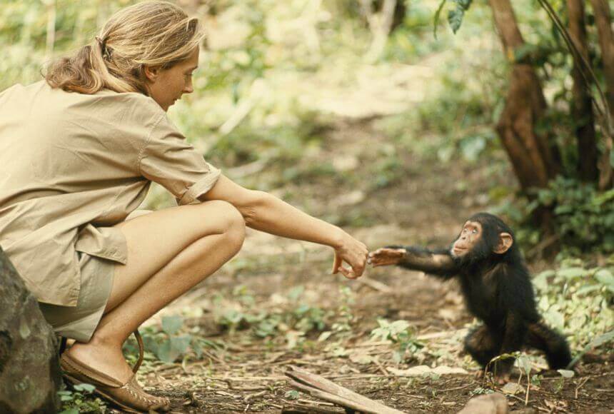 Dr. Jane Goodall and infant chimpanzee