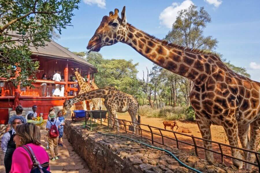 Tourists feeding giraffes.