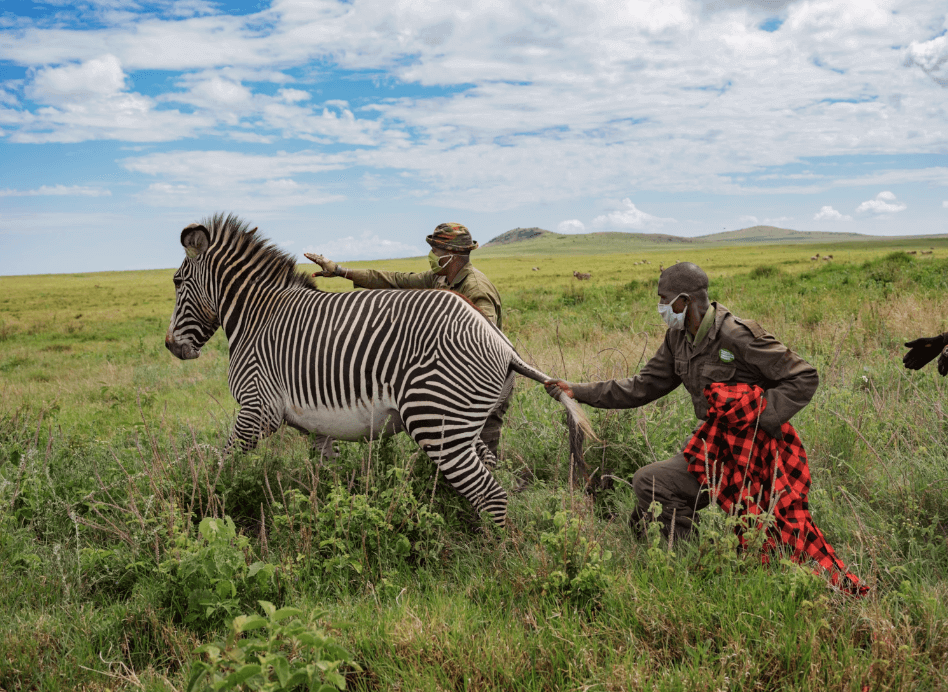 wildlife and tourism in Kenya